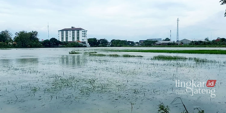 2.597 Hektare Lahan Pertanian di Kendal Terdampak Banjir