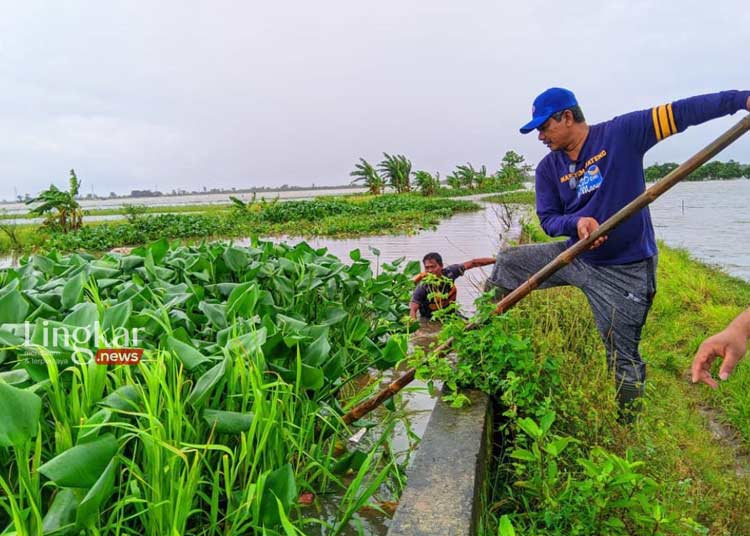 Tangani Banjir, Wakil Ketua DPRD Jepara Pratikno Bersihkan Sungai dari Eceng Gondok