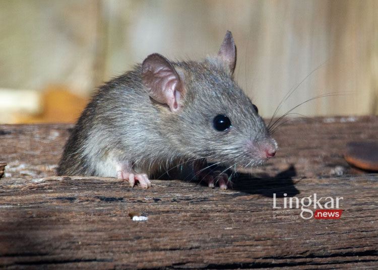 Musim Hujan, Ratusan Hektare Lahan Padi di Boyolali Diserang Hama Tikus