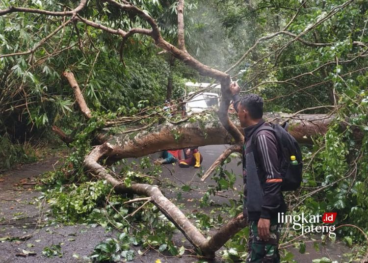 Pohon Tumbang di Kendal, Jalan Desa Darupono Tertutup hingga Macet