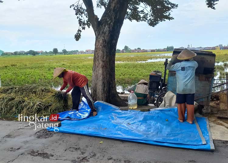 Sawah Terendam Banjir di Kendal, Petani Terancam Merugi